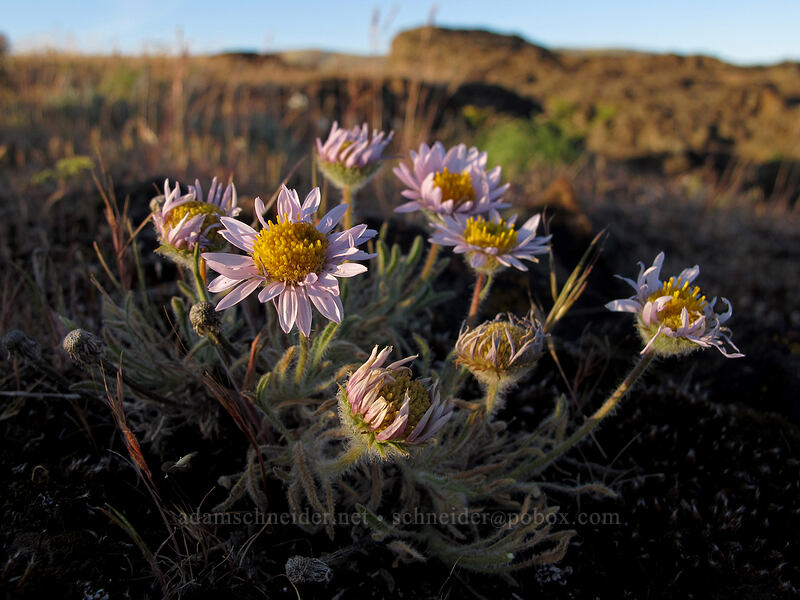 cushion fleabane (Erigeron poliospermus) [Horsethief Butte, Columbia Hills State Park, Klickitat County, Washington]