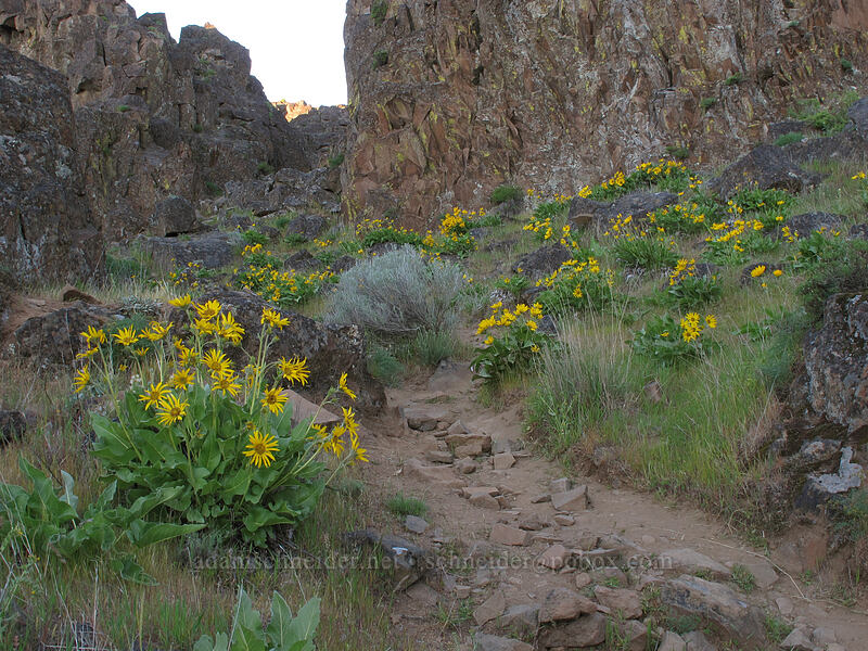 Carey's balsamroot (Balsamorhiza careyana) [Horsethief Butte, Columbia Hills State Park, Klickitat County, Washington]