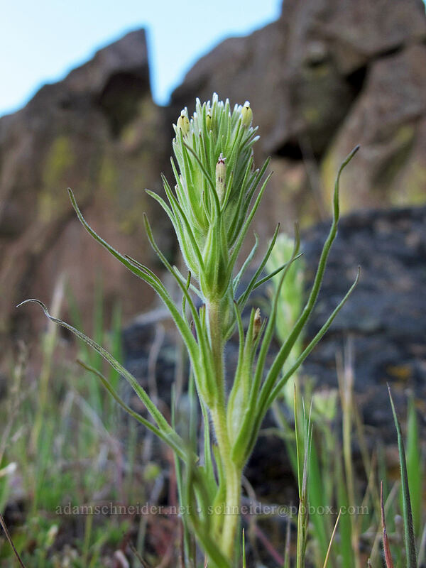narrow-leaf owl's-clover (Castilleja attenuata (Orthocarpus attenuatus)) [Horsethief Butte, Columbia Hills State Park, Klickitat County, Washington]