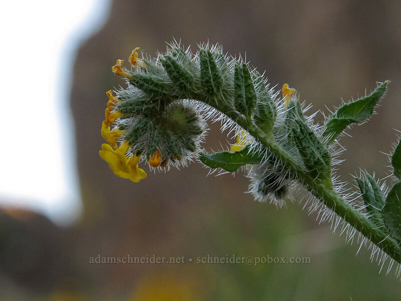 fiddleneck (Amsinckia sp.) [Horsethief Butte, Columbia Hills State Park, Klickitat County, Washington]