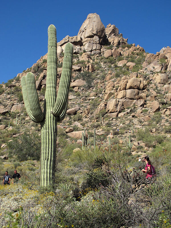 saguaro & Pinnacle Peak (Carnegiea gigantea) [Pinnacle Peak Park, Scottsdale, Maricopa County, Arizona]