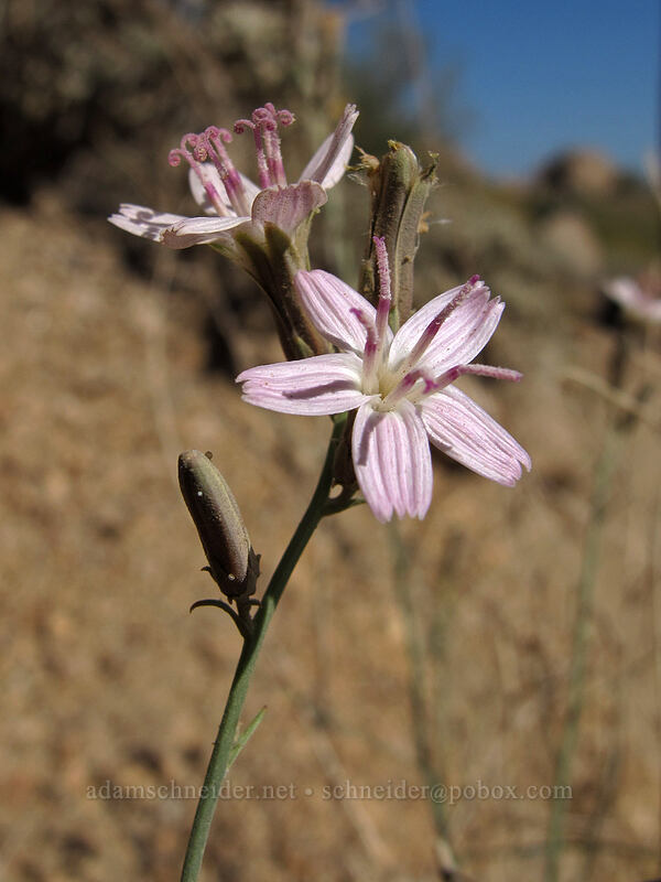 wire lettuce (Stephanomeria pauciflora) [Pinnacle Peak Park, Scottsdale, Maricopa County, Arizona]
