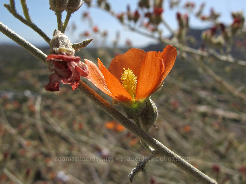 desert globe-mallow (Sphaeralcea ambigua) [Pinnacle Peak Park, Scottsdale, Maricopa County, Arizona]