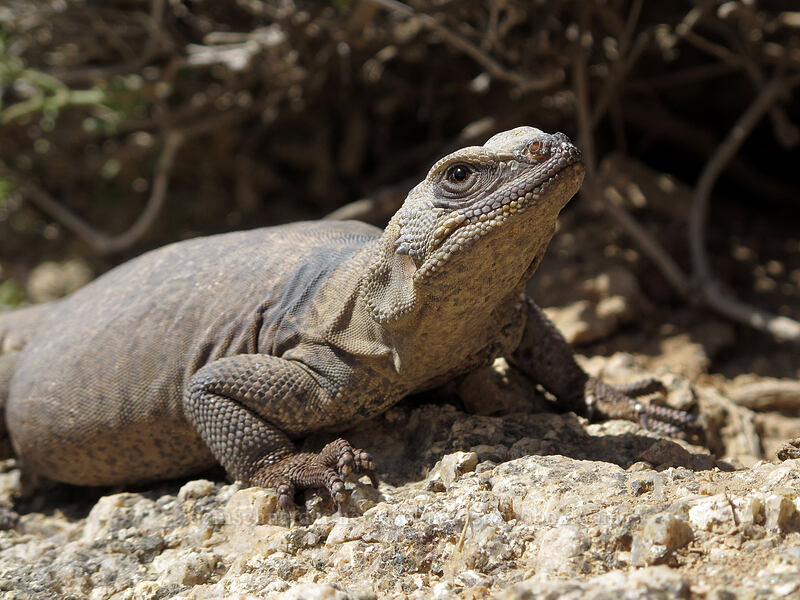 common chuckwalla (Sauromalus ater) [Pinnacle Peak Park, Scottsdale, Maricopa County, Arizona]