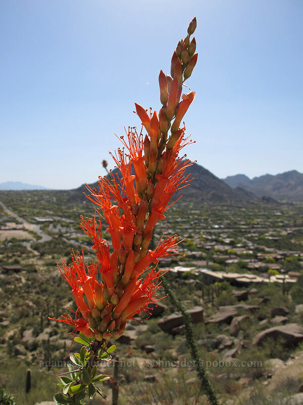 ocotillo flowers (Fouquieria splendens) [Pinnacle Peak Park, Scottsdale, Maricopa County, Arizona]