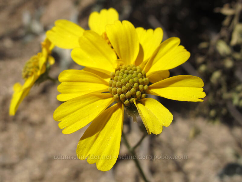 brittlebush (Encelia farinosa) [Pinnacle Peak Park, Scottsdale, Maricopa County, Arizona]