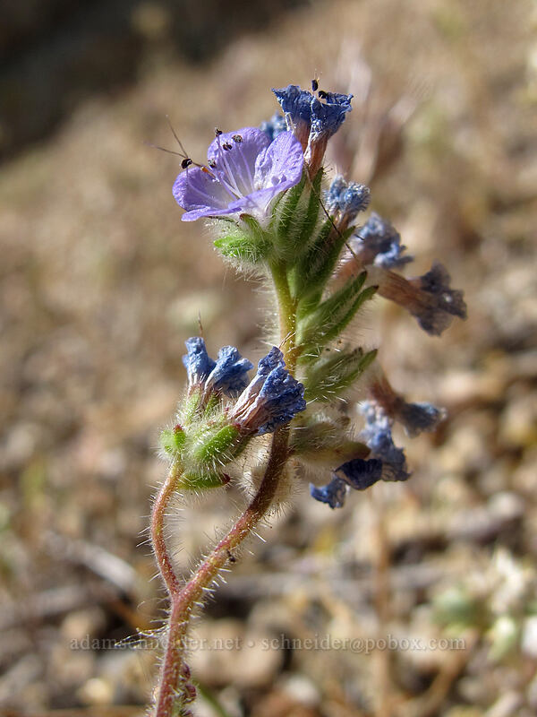 distant phacelia (Phacelia distans) [Pinnacle Peak Park, Scottsdale, Maricopa County, Arizona]