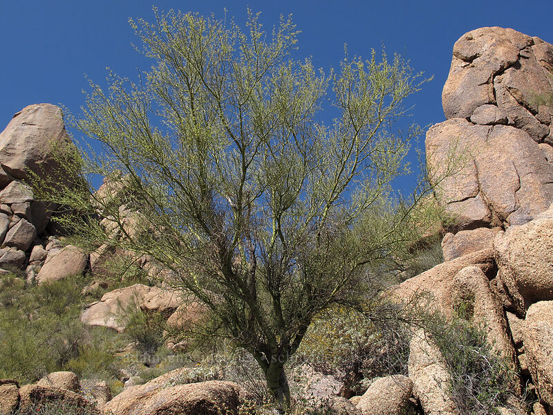 palo verde (?) (Parkinsonia microphylla) [Pinnacle Peak Park, Scottsdale, Maricopa County, Arizona]