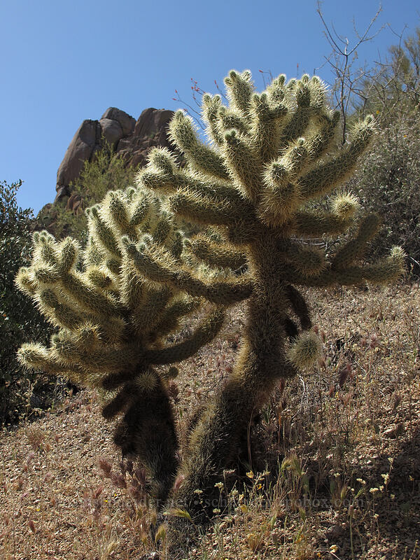 teddy-bear cholla (Cylindropuntia bigelovii (Opuntia bigelovii)) [Pinnacle Peak Park, Scottsdale, Maricopa County, Arizona]
