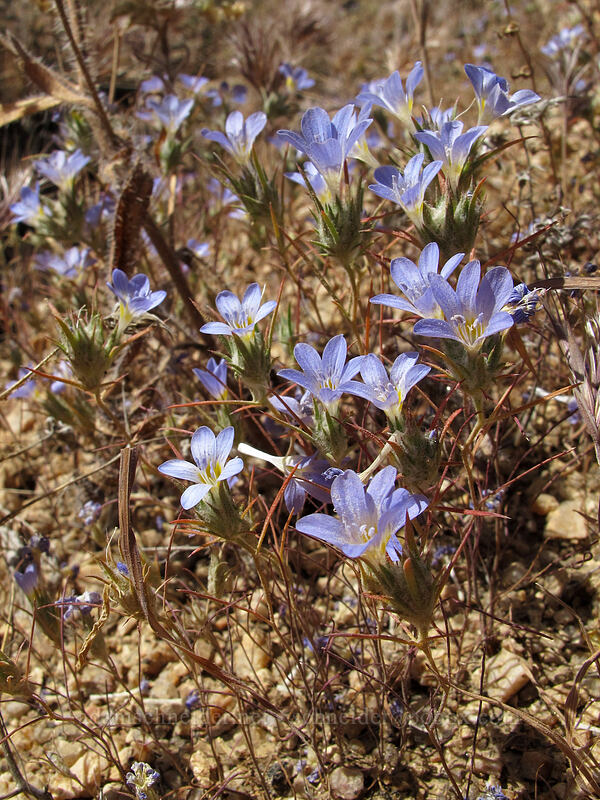 miniature woolly-stars (Eriastrum diffusum) [Pinnacle Peak Park, Scottsdale, Maricopa County, Arizona]