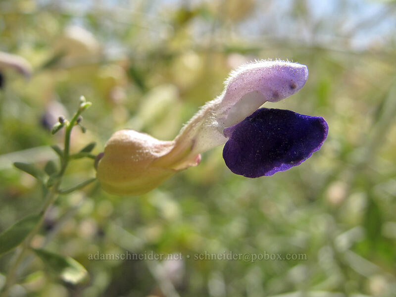 bladder sage (Salazaria mexicana) [Pinnacle Peak Park, Scottsdale, Maricopa County, Arizona]