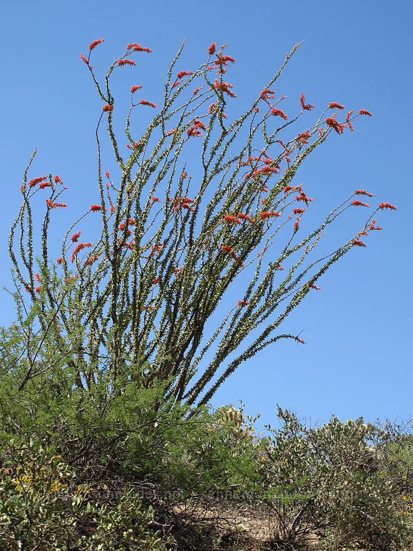 ocotillo (Fouquieria splendens) [Pinnacle Peak Park, Scottsdale, Maricopa County, Arizona]
