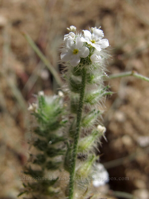 narrow-leaf cryptantha (Johnstonella angustifolia (Cryptantha angustifolia)) [Pinnacle Peak Park, Scottsdale, Maricopa County, Arizona]