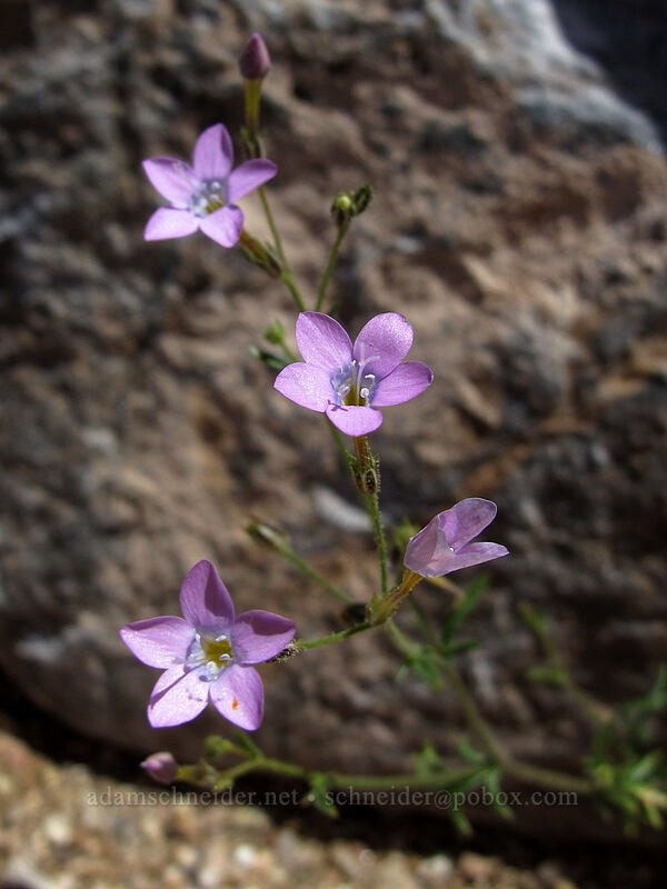 lesser yellow-throat gilia (Gilia flavocincta) [Pinnacle Peak Park, Scottsdale, Maricopa County, Arizona]
