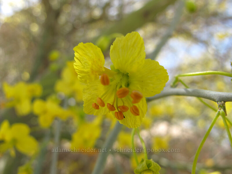 foothill palo verde flowers (Parkinsonia microphylla) [Pinnacle Peak Park, Scottsdale, Maricopa County, Arizona]