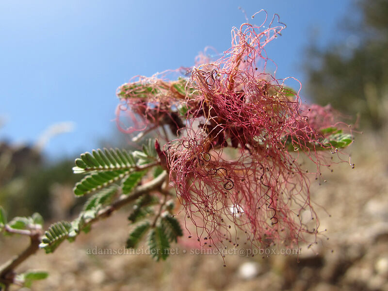 fairy duster (mock mesquite) (Calliandra eriophylla) [Pinnacle Peak Park, Scottsdale, Maricopa County, Arizona]