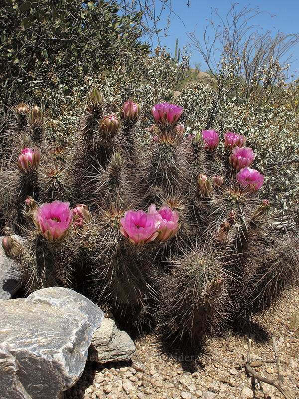 strawberry hedgehog cactus (Echinocereus engelmannii) [Pinnacle Peak Park, Scottsdale, Maricopa County, Arizona]