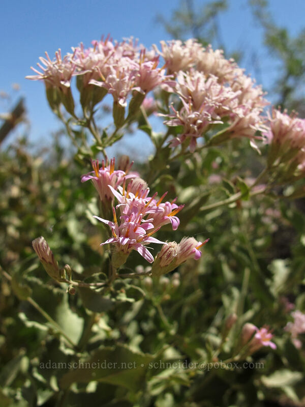 pink perezia (Acourtia wrightii (Perezia wrightii)) [Pinnacle Peak Park, Scottsdale, Maricopa County, Arizona]