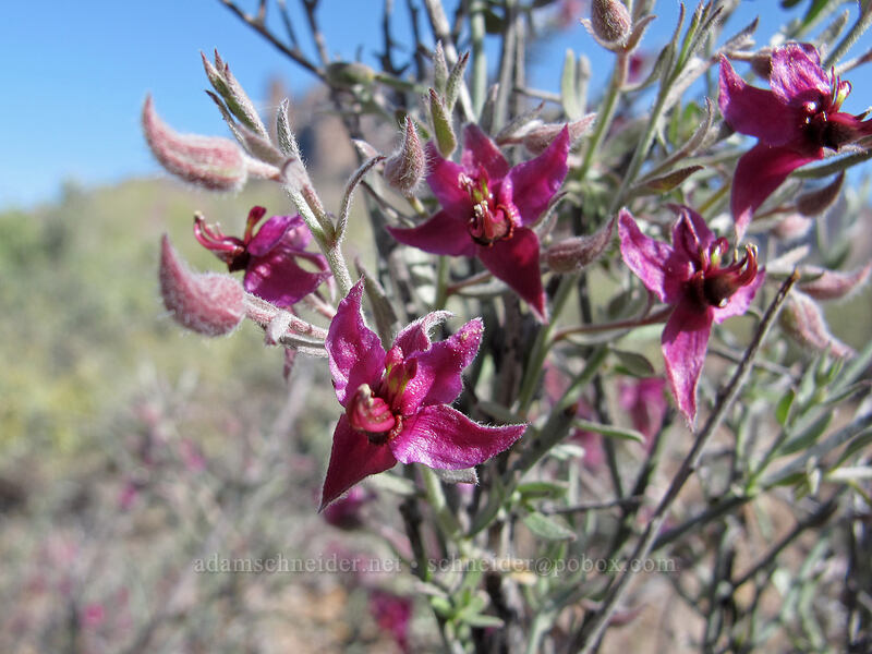 white ratany (Krameria bicolor (Krameria grayi)) [Siphon Draw Trail, Lost Dutchman State Park, Pinal County, Arizona]