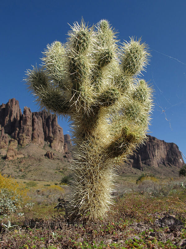 teddy-bear cholla (Cylindropuntia bigelovii) [Siphon Draw Trail, Tonto National Forest, Pinal County, Arizona]