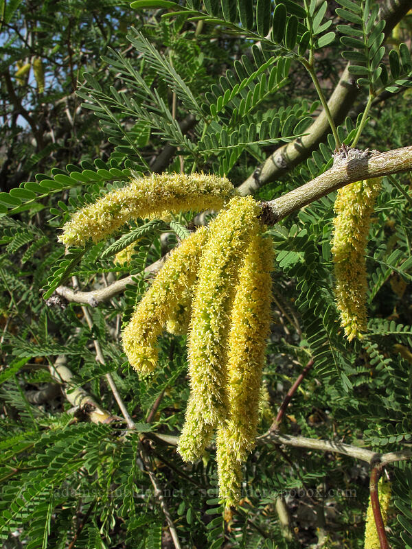mesquite flowers (Prosopis juliflora) [Siphon Draw Trail, Tonto National Forest, Pinal County, Arizona]