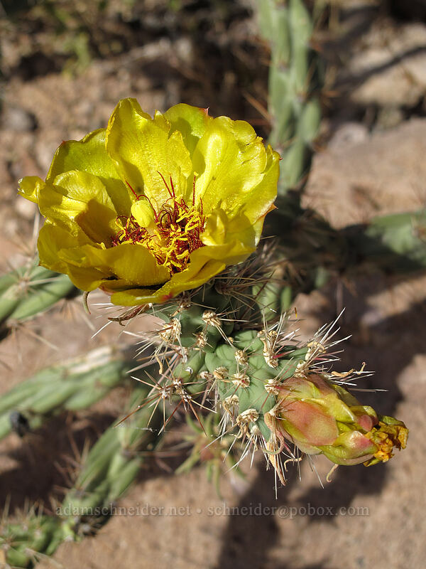 buck-horn cholla flowers (Cylindropuntia acanthocarpa) [Siphon Draw Trail, Superstition Wilderness, Pinal County, Arizona]