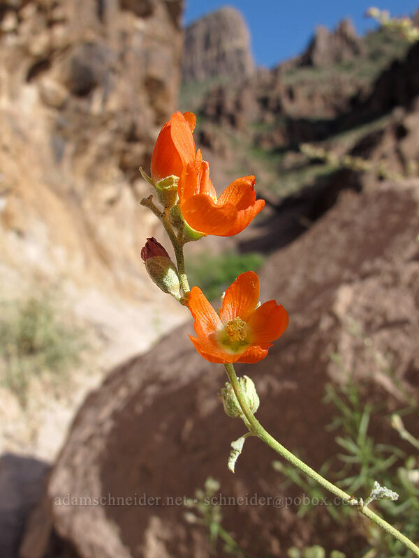 desert globe-mallow (Sphaeralcea ambigua) [Siphon Draw Trail, Superstition Wilderness, Pinal County, Arizona]