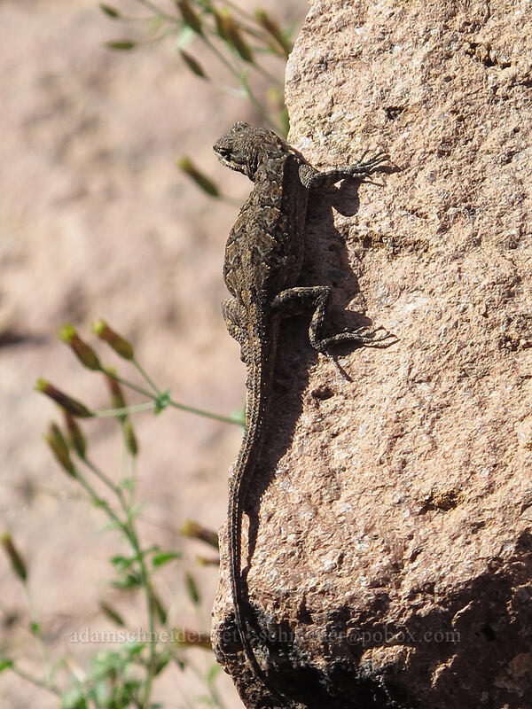 Schott's ornate tree lizard (Urosaurus ornatus schottii) [Siphon Draw Trail, Superstition Wilderness, Pinal County, Arizona]