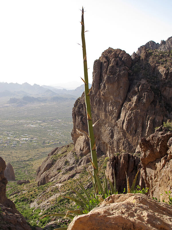 century plant (Agave chrysantha) [Siphon Draw Trail, Superstition Wilderness, Pinal County, Arizona]
