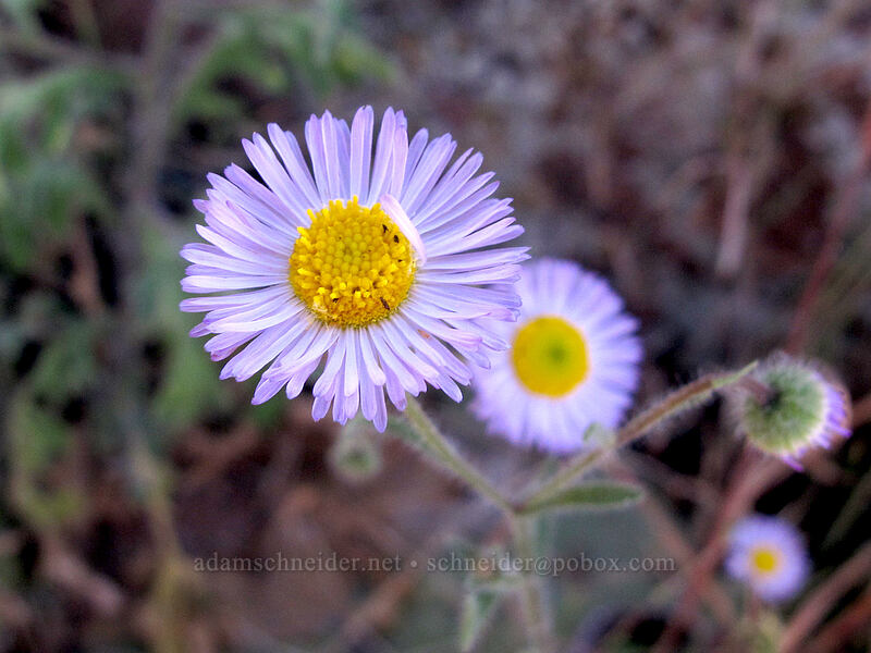 lobed fleabane (Erigeron lobatus) [Siphon Draw Trail, Superstition Wilderness, Pinal County, Arizona]