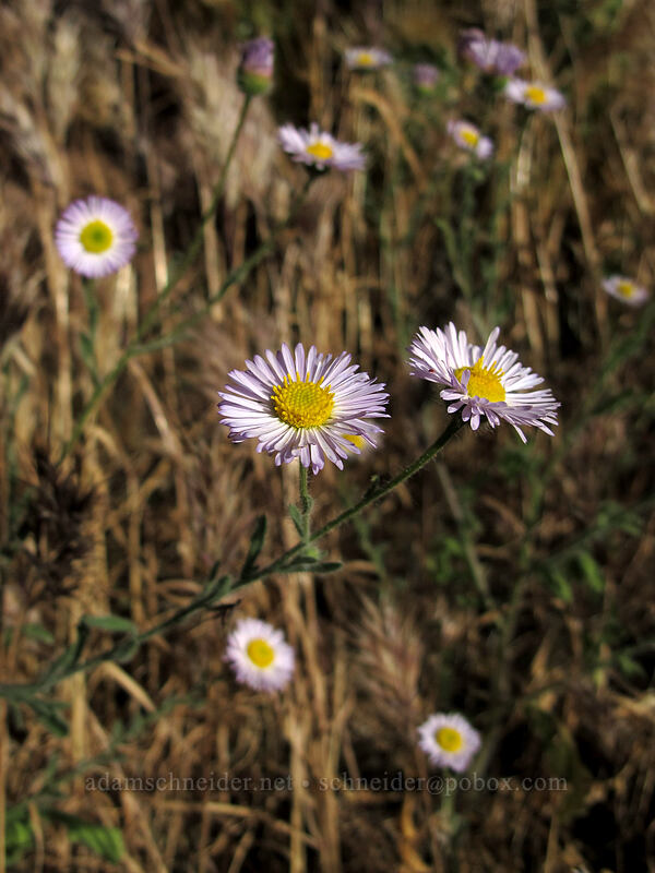 lobed fleabane (Erigeron lobatus) [Siphon Draw Trail, Superstition Wilderness, Pinal County, Arizona]