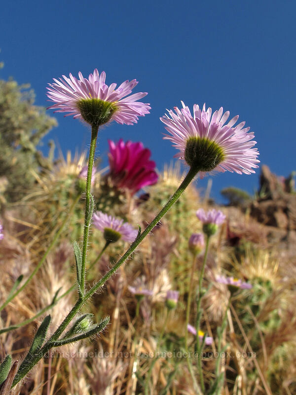 lobed fleabane (Erigeron lobatus) [Siphon Draw Trail, Superstition Wilderness, Pinal County, Arizona]