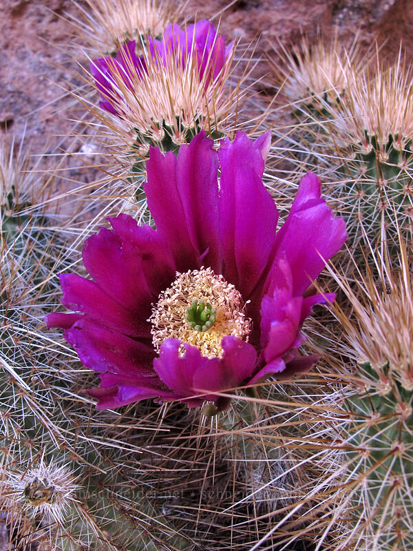 strawberry hedgehog cactus (Echinocereus engelmannii) [Siphon Draw Trail, Superstition Wilderness, Pinal County, Arizona]