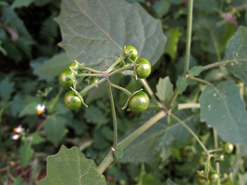 green-spot nightshade berries (Solanum douglasii) [Siphon Draw Trail, Superstition Wilderness, Pinal County, Arizona]