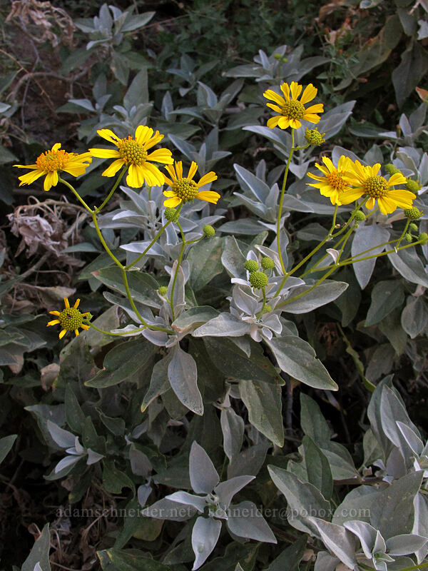 brittlebush (Encelia farinosa) [Siphon Draw Trail, Superstition Wilderness, Pinal County, Arizona]