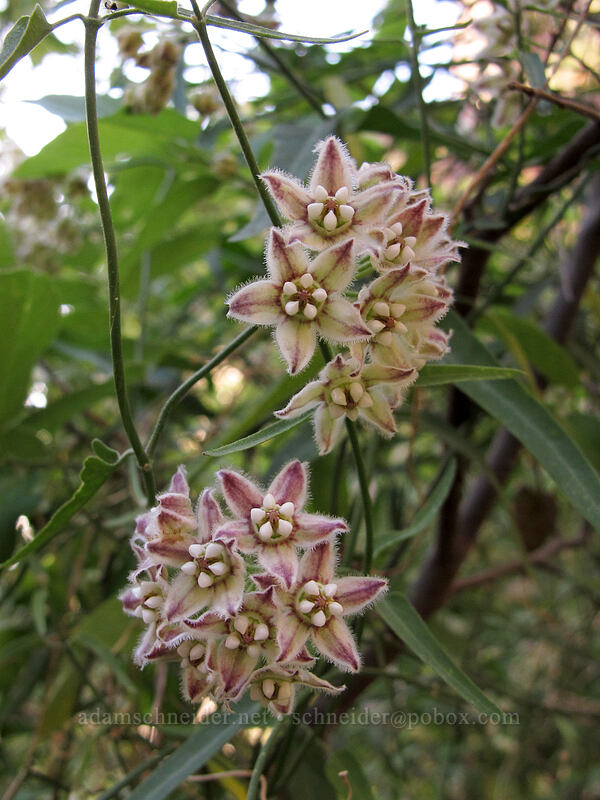 climbing milkweed (twine-vine) (Funastrum cynanchoides (Sarcostemma cynanchoides)) [Siphon Draw Trail, Superstition Wilderness, Pinal County, Arizona]
