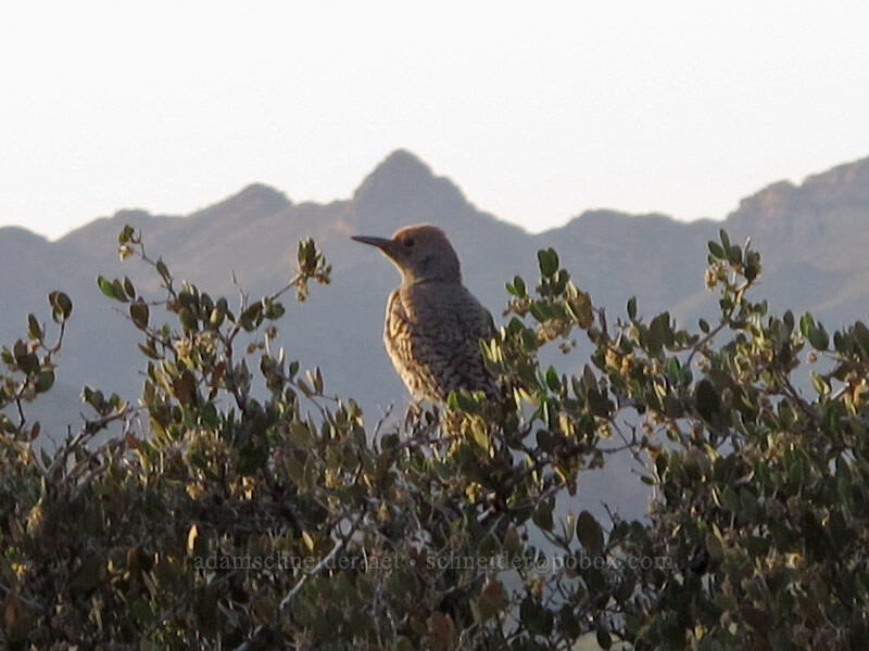 flicker (Colaptes sp.) [Siphon Draw Trail, Tonto National Forest, Pinal County, Arizona]