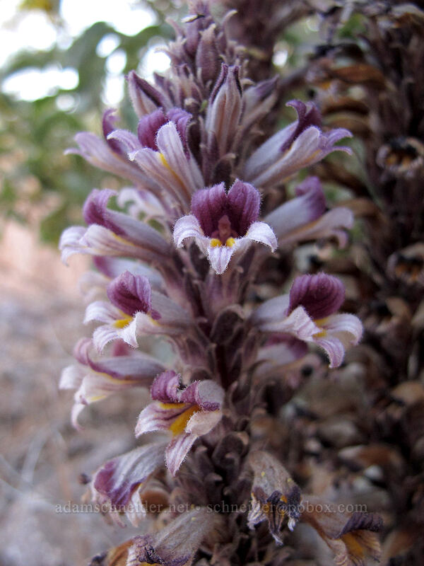 desert broomrape (Aphyllon cooperi (Orobanche cooperi)) [Siphon Draw Trail, Lost Dutchman State Park, Pinal County, Arizona]
