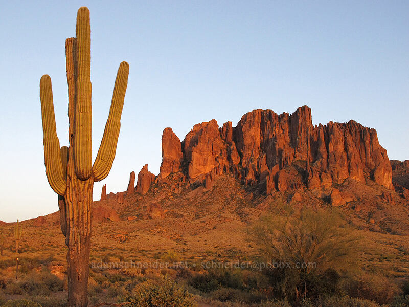 saguaro and Superstition Mountain (Carnegiea gigantea) [Siphon Draw Trail, Lost Dutchman State Park, Pinal County, Arizona]