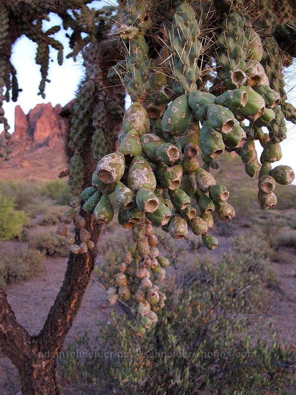 jumping cholla fruits (Cylindropuntia fulgida) [Siphon Draw Trail, Lost Dutchman State Park, Pinal County, Arizona]