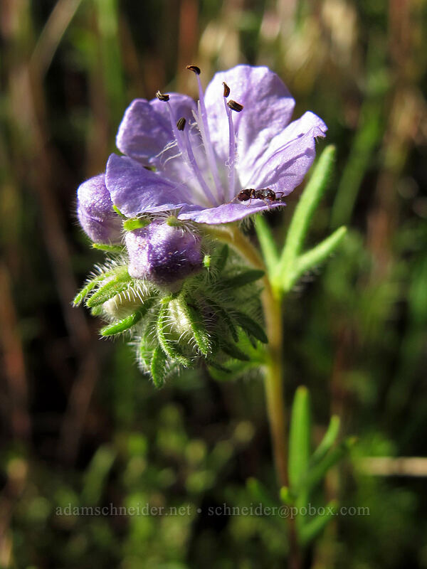 thread-leaf phacelia (Phacelia linearis) [Dog Mountain Trail, Gifford Pinchot National Forest, Skamania County, Washington]