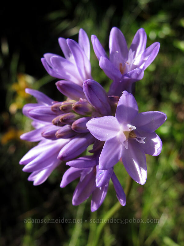 fork-tooth ookow (Dichelostemma congestum (Brodiaea congesta)) [Dog Mountain Trail, Gifford Pinchot National Forest, Skamania County, Washington]