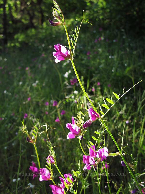 common vetch (Vicia sativa) [Dog Mountain Trail, Gifford Pinchot National Forest, Skamania County, Washington]