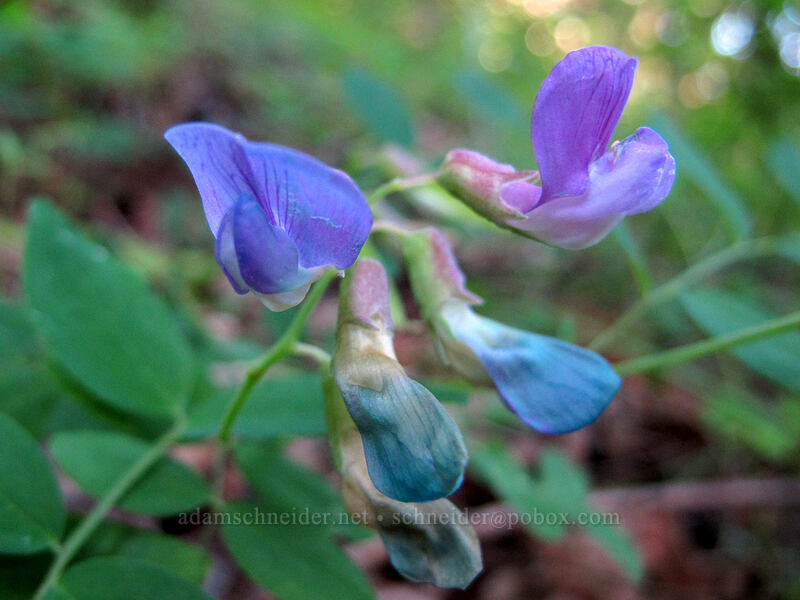 leafy pea (Lathyrus polyphyllus) [Dog Mountain Trail, Gifford Pinchot National Forest, Skamania County, Washington]