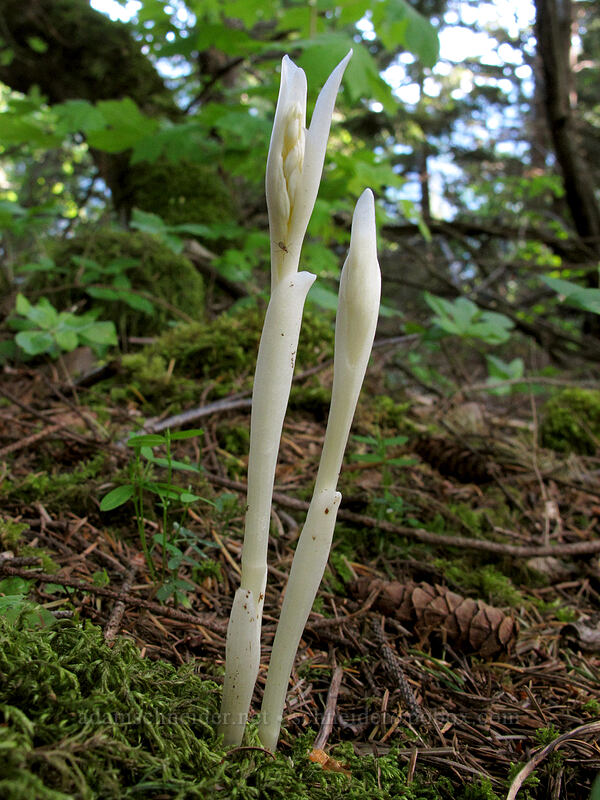 phantom orchid (Cephalanthera austiniae (Eburophyton austiniae)) [Dog Mountain Trail, Gifford Pinchot National Forest, Skamania County, Washington]