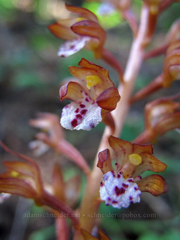 spotted coral-root orchid (Corallorhiza maculata) [Dog Mountain Trail, Gifford Pinchot National Forest, Skamania County, Washington]