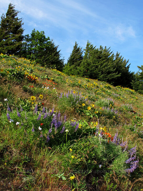 wildflowers (Balsamorhiza sp., Lupinus sp., Triteleia grandiflora var. howellii (Brodiaea bicolor), Castilleja hispida, Lomatium triternatum, Toxicoscordion sp. (Zigadenus sp.)) [Dog Mountain Trail, Gifford Pinchot National Forest, Skamania County, Washington]
