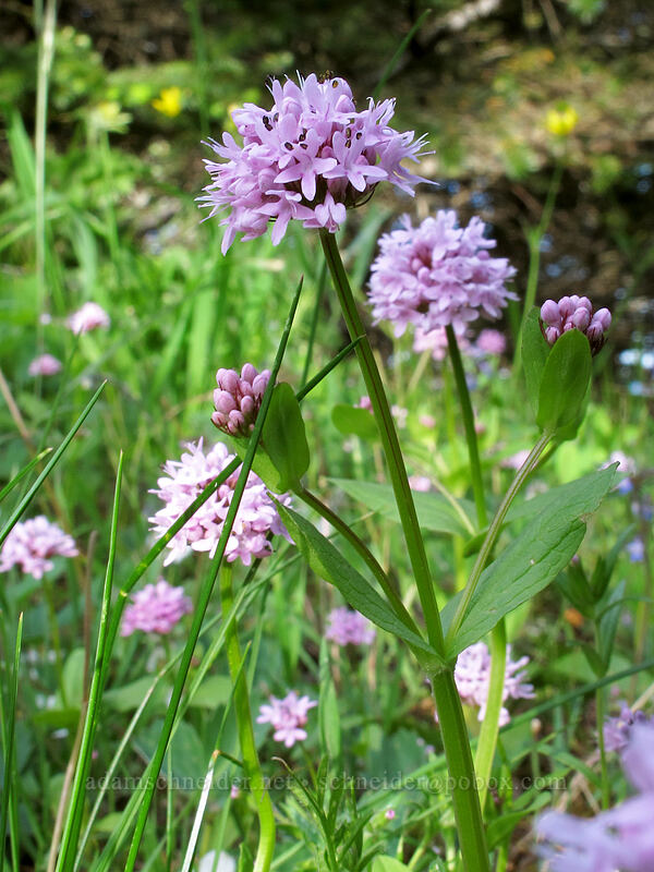 rosy plectritis (Plectritis congesta) [Dog Mountain Trail, Gifford Pinchot National Forest, Skamania County, Washington]