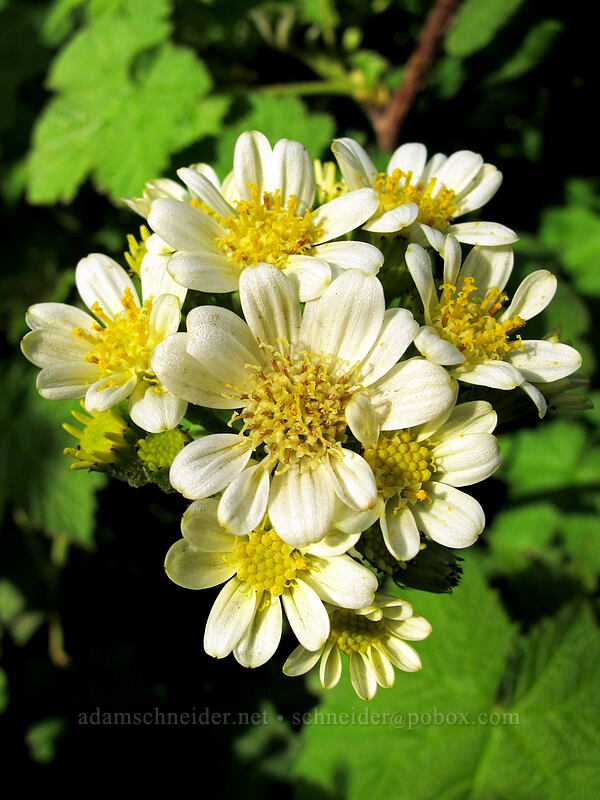 white western groundsel (Senecio integerrimus var. ochroleucus) [Dog Mountain Trail, Gifford Pinchot National Forest, Skamania County, Washington]
