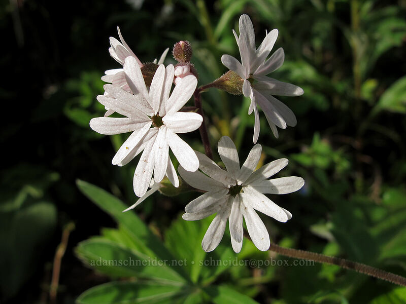 prairie stars (Lithophragma parviflorum) [Dog Mountain Trail, Gifford Pinchot National Forest, Skamania County, Washington]